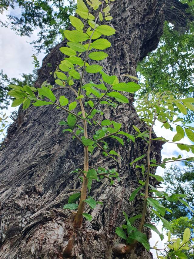 시무나무의 잔가지에 난 잎이 가을에 떨어지면 험상궂은 송곳같이 예리한 가시 모양이 된다.