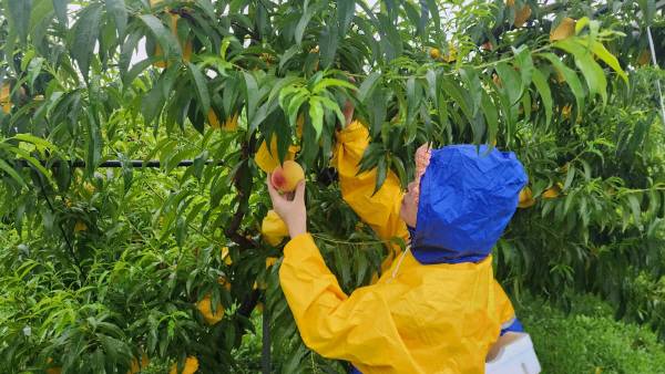 17일 우의를 입은 농민이 무릉도원농장 복숭아나무에서 직접 탐스러운 단황도 복숭아를 조심스럽게 손으로 수확하는 모습. 무릉도원영농조합법인