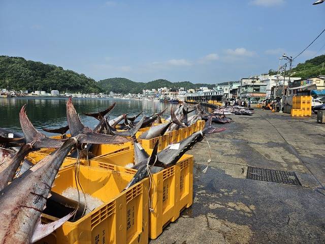 지난 8일 경북 영덕군 강구항에 밀려온 대형 참다랑어 떼. 영덕군 제공