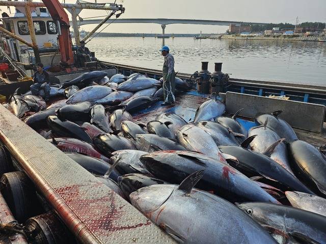 지난 8일 경북 영덕군 강구항에 밀려온 대형 참다랑어 떼. 영덕군 제공