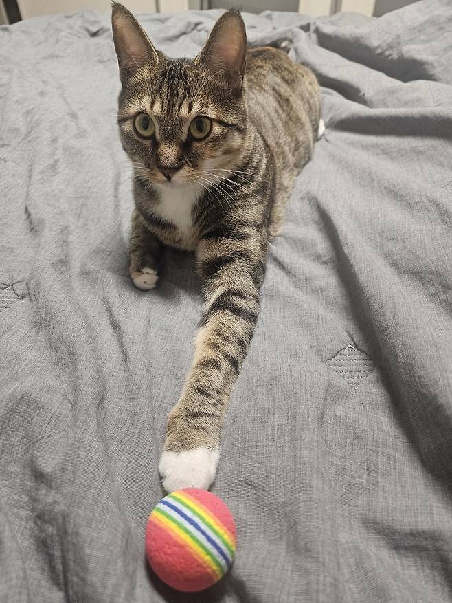 "어서 공을 던지라옹~" 냥이계 공놀이 챔피언 '나비'(보호자 제공) ⓒ 뉴스1