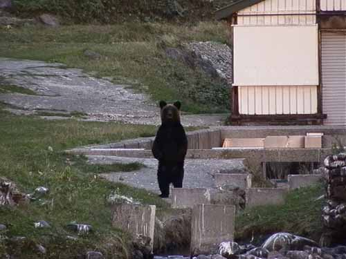 홋카이도 시레토코에서 발견된 곰. 시레토코자연재단.