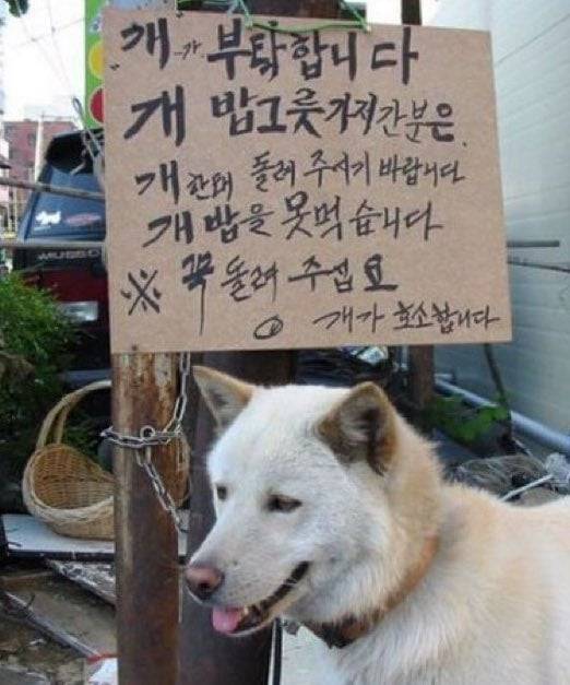 1752706052758-l7ry0n3o6bf.jpg 개 밥그릇 가져간사람?