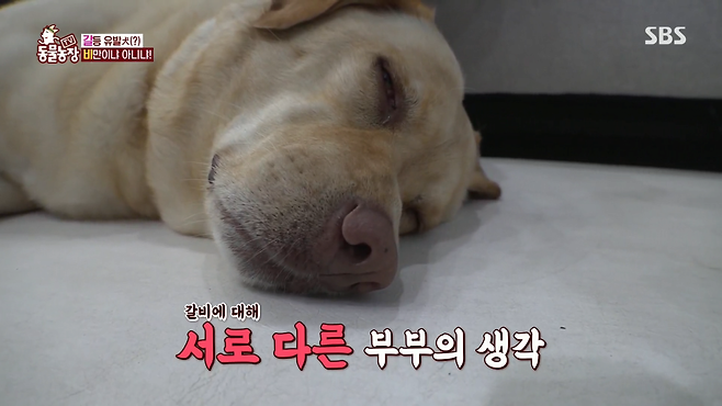 image.png 반려견 돼지 만들어 놓고 비만 아니라고 우기는 여자.jpg