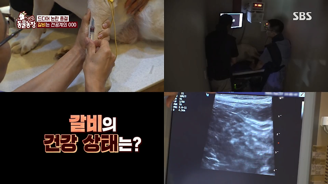 image.png 반려견 돼지 만들어 놓고 비만 아니라고 우기는 여자.jpg