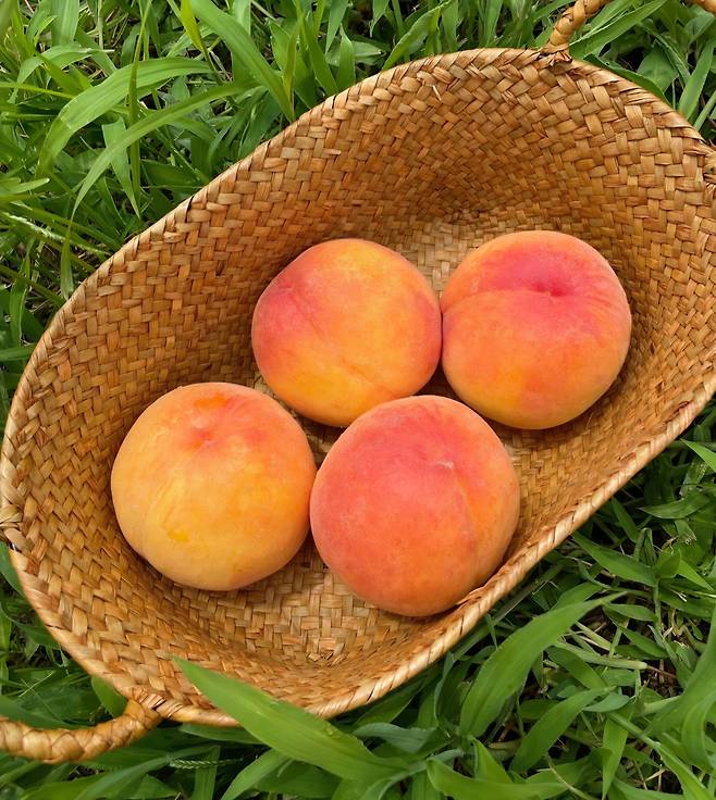 Hwanggeumdo, a type of yellow peach with solid flesh, grown at Kwon Ju-il's farm [SCREEN CAPTURE]