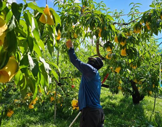 Kwon Ju-il works at his peach farm in Muju County, North Jeolla. [KWON JU-IL]