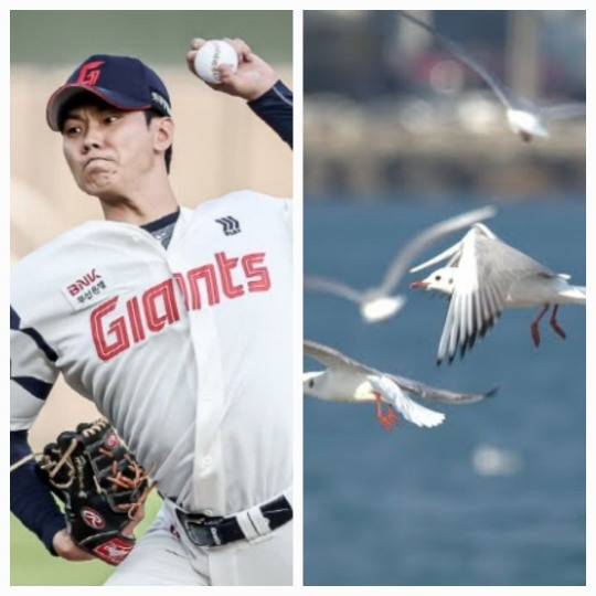 홍민기와 갈매기