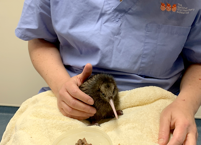 로토루아 ‘더 내셔널 키위 해처리’에서 보호중인 키위새