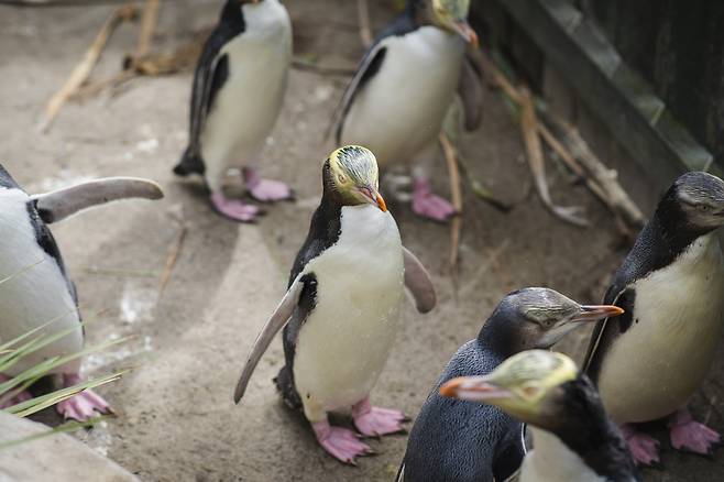 희귀종인 노란눈펭귄은 남섬 더니든에서 만나볼 수 있다.