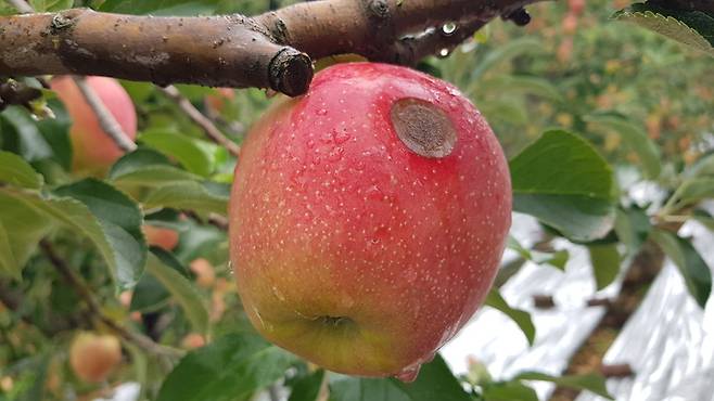 [충주=뉴시스] 이병찬 기자 = 농촌진흥청은 오는 21일부터 다음 달 31일까지를 '주요 과수 탄저병 중점 관리 기간'으로 지정하고, 사과·복숭아·단감 주산지 5개 도 20개 시·군에서 탄저병 예방 예찰을 강화한다고 20일 밝혔다. 사진은 2022년 8월 26일 탄저병에 걸린 홍로 사과.(사진=충주시 제공) 2022.08.26. photo@newsis.com  *재판매 및 DB 금지