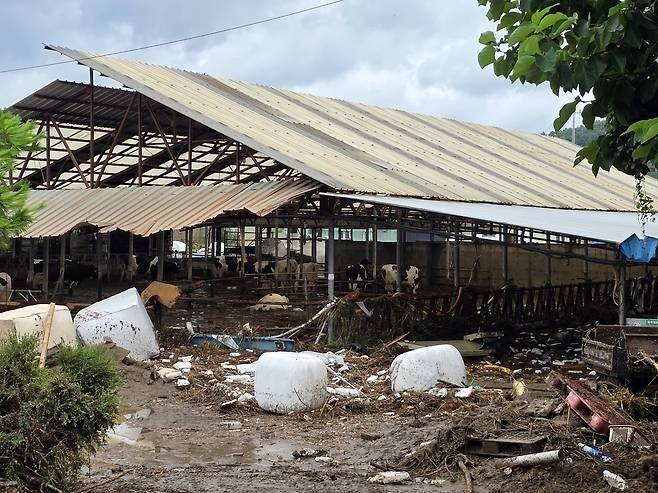 난장판이 된 경기 가평지역의 한 우사. 연합뉴스