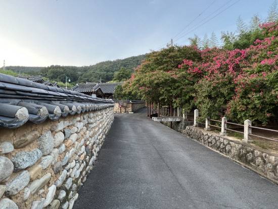 고려동 담벽과 충절을 상징하는 배롱나무 꽃