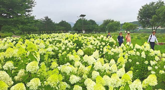 상주시 도남동 경천섬 수국이 활짝 피자, 인근 주민과 관광객들이 아름다운 풍경을 보기 위해 몰리고 있다. 이하수 기자