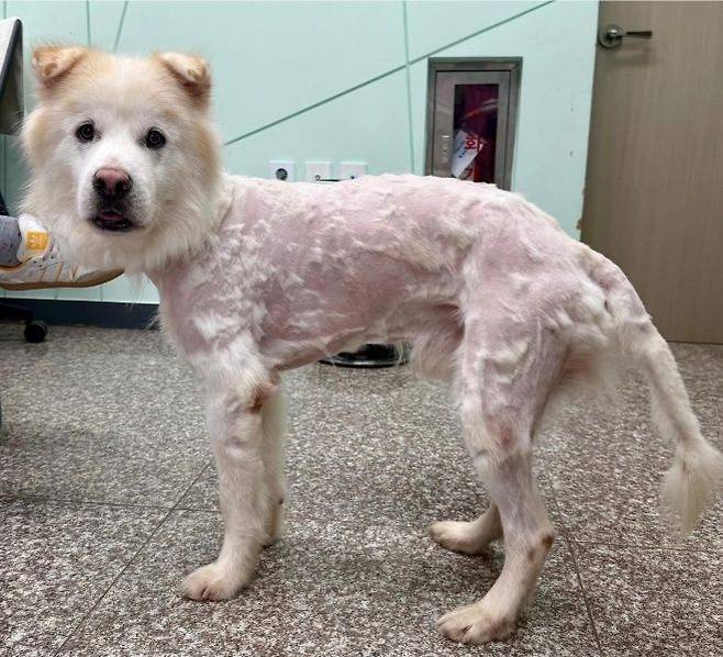 강원도의 한 보호소에 머물다가 입양을 갔던 유기견이 불과 7시간 만에 파양된 후 풍성했던 털이 다 깎여 엉망이 된 상태로 돌아왔다는 사연이 전해졌다. 강릉시동물사랑센터 입양홍보 인스타그램 캡처