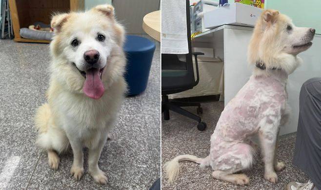 강원도의 한 보호소에 머물다가 입양을 갔던 유기견이 불과 7시간 만에 파양된 후 풍성했던 털이 다 깎여 엉망이 된 상태로 돌아왔다는 사연이 전해졌다. 강릉시동물사랑센터 입양홍보 인스타그램 캡처