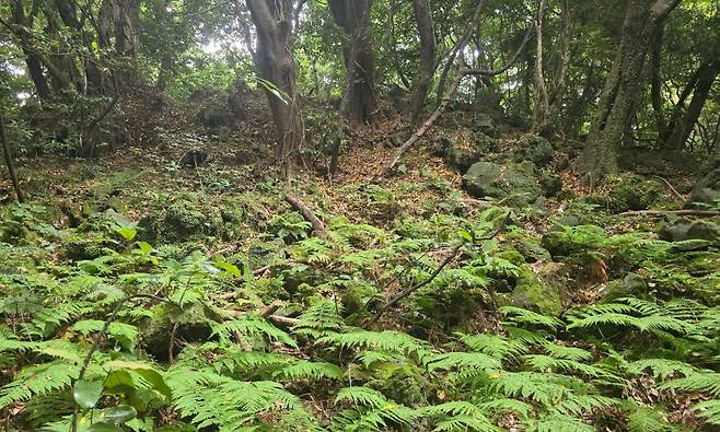 국립생태원 생태계 기후대응 표준관측망 사업 예정지 내 곶자왈 (곶자왈사람들 제공)