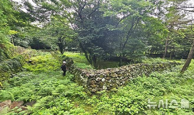 [제주=뉴시스] 임재영 기자 = 20일 오전 제주 서귀포시 남원읍 신례리에 위치한 '제주4·3 수악주둔소'. 제주4·3사건 당시 군인·경찰이 한라산에 은거한 무장대를 토벌하기 위해 구축한 석성으로 탐방로는 잡초가 무성하고, 나무는 왕성하게 자라며 숲을 이룰 기세를 보이고 있다. 2025.07.21. ijy788@newsis.com