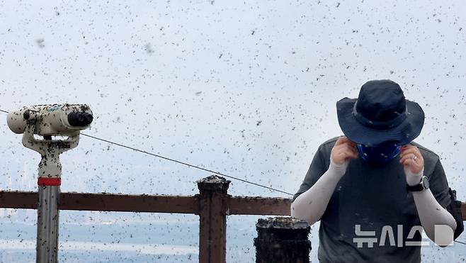 [인천=뉴시스] 전진환 기자 = 30일 오전 인천 계양구 계양산 정상에서 러브버그(붉은등우단털파리) 무리가 등산로와 등산객들에게 들러붙으며 불쾌감을 주고있다.  2025.06.30. amin2@newsis.com