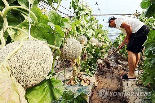 [연합뉴스 제공]