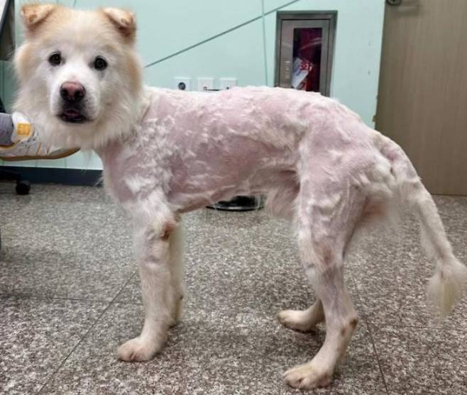 털이 밀린 채 보호소로 돌아온 유기견 쿠노. 강릉시동물사랑센터 인스타그램 게시글 캡처