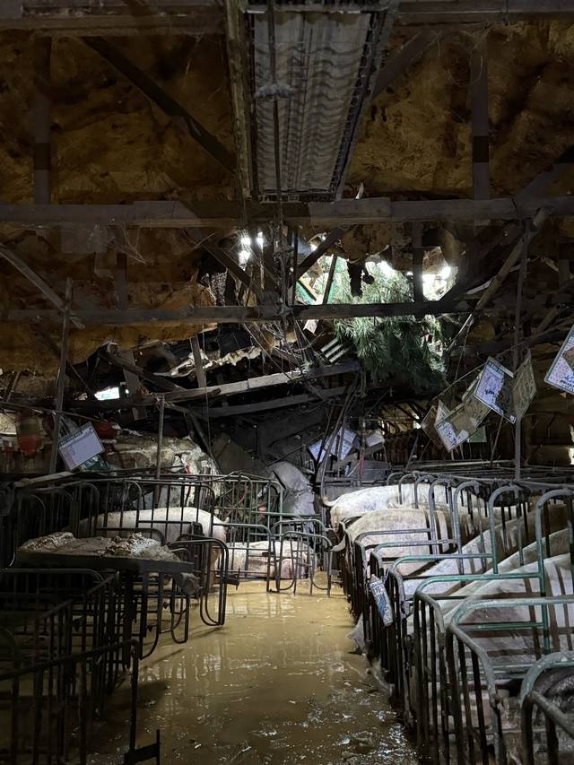 경기 포천에 있는 덕암농장의 모돈 240여 마리가 농장 인근에 있는 미국 로드리게스 사격장 도로 개설 공사장의 흙더미와 나무가 덮쳐 240여 마리의 모돈이 폐사하는 피해가 발생했다(포천시 제공).