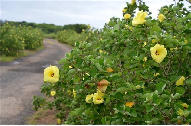 식산봉 황근 [제주도 제공. 재판매 및 DB 금지