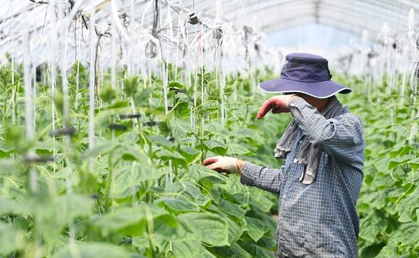 절기상 대서(大暑)인 22일 대전 대덕구의 한 농가에서 농민이 뜨거운 햇빛을 맞으며 고추를 수확하고 있다. 김주형 기자 kjh2667_@cctoday.co.kr