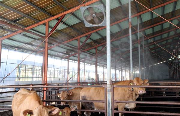 9일 오전 충북 제천시 금성면의 한 한우농장 내에 설치된 대형 팬이 천장에서 끊임없이 돌아가고 있고, 연무소독기에선 연신 물줄기가 뿜어져 나오고 있다.연합