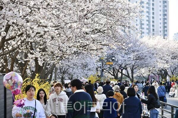 벚꽃축제
