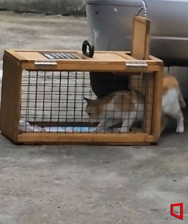 지난 7일 길고양이가 포획틀 안에 들어가고 있다. 박승욱 기자