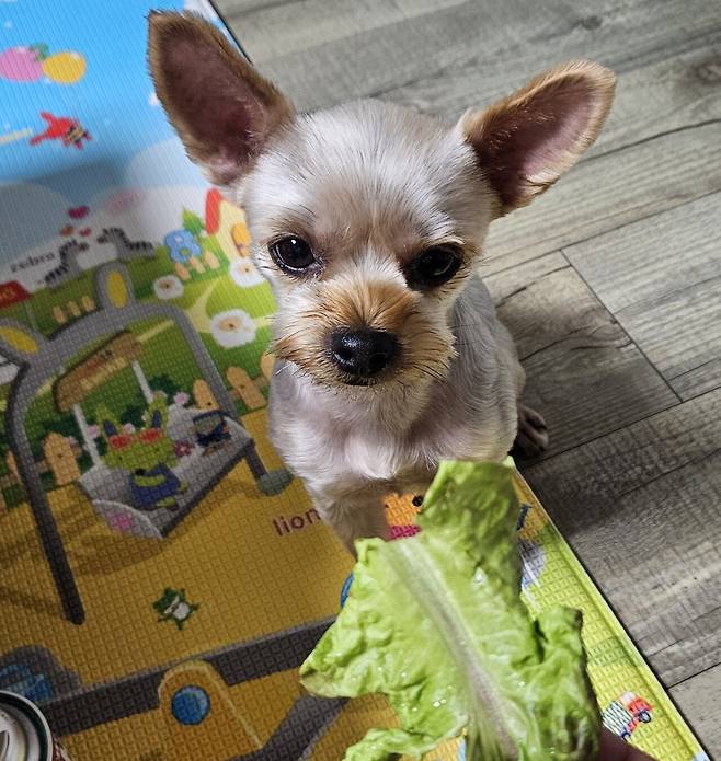 20250721_212307.jpg 저녁 손주 생일이라고 오마니가 사준 한우