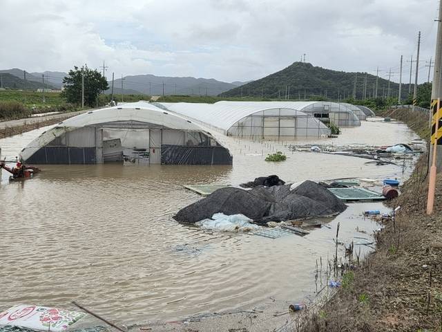 ▲ 지난 19일 오후 전남 영광군 군서면 비닐하우스가 폭우에 침수돼 있다. 연합뉴스
