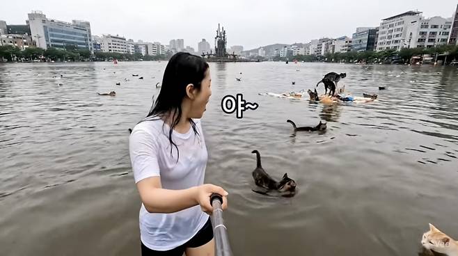 AI로 만든 가상 영상. 물에 잠긴 한 도시에서 고양이 수십마리가 수영하고 있는 모습. /사진=유튜브 채널 골파닭
