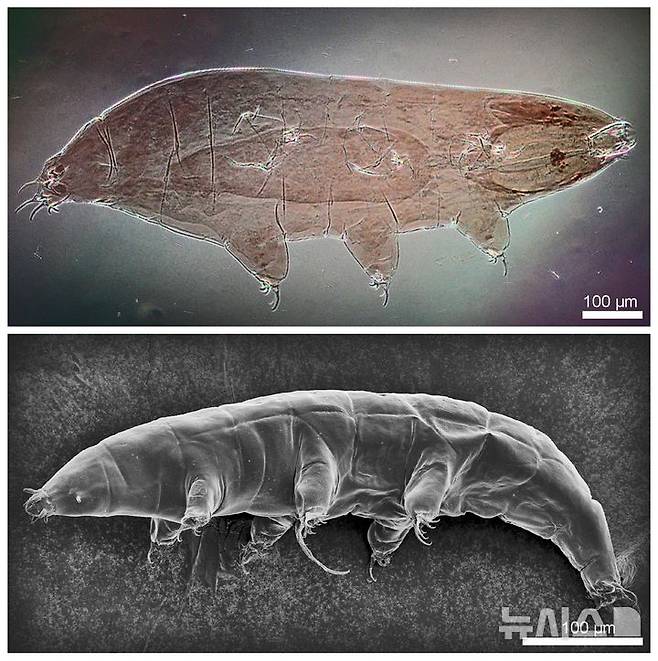 [서울=뉴시스] 그린란드 완보동물 신종 밀네시움 그란디쿠풀라.