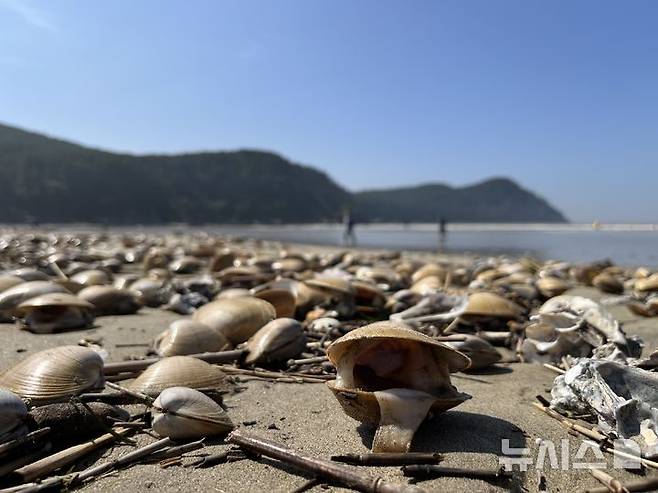 [부산=뉴시스] 이아름 기자 = 22일 오전 부산 사하구 다대포해수욕장 모래 해변 위에 폐사한 조개떼가 줄을 지어있다. 2025.07.22. aha@newsis.com
