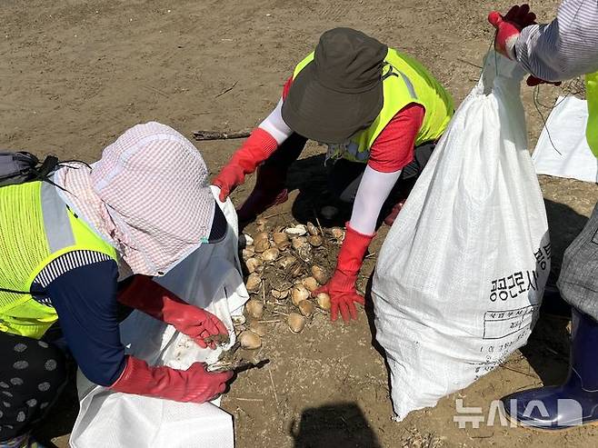 [부산=뉴시스] 이아름 기자 = 22일 오전 부산 사하구 다대포해수욕장에 조개가 집단 폐사해 구청 일용직 근로자들이 해안 청소를 하고 있다. 2025.07.22. aha@newsis.com