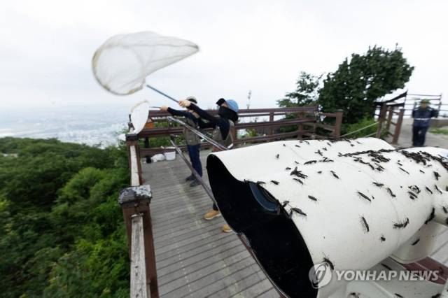 인천 계양산에서 러브버그를 방제하는 모습. 사진=연합뉴스