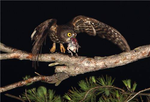 새 사냥한 솔부엉이 [촬영 유형재]