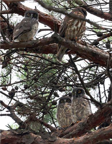 동지 이소한 솔부엉이 3형제와 어미  [촬영 유형재]