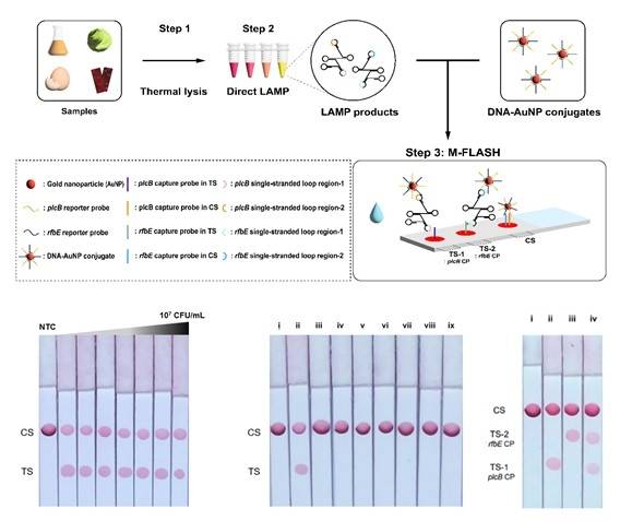 엠플래시 작동 과정 [한국보건산업진흥원 제공]