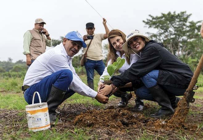 마약 대체 작물 사차인치 묘목을 심는 농부들 코이카와 유엔마약범죄사무소는 2020년부터 콜롬비아 푸투마요주에서 마약의 재료인 코카잎 재배 농가를 대상으로 대체작물인 사차인치를 보급하는 사업을 펼치고 있다. 사진은 푸투마요주 프레르토 아시스 지역의 사차인치 재배지에서 묘목을 심는 농부와 관계자들. [코이카 제공. 재판매 및 DB 금지]