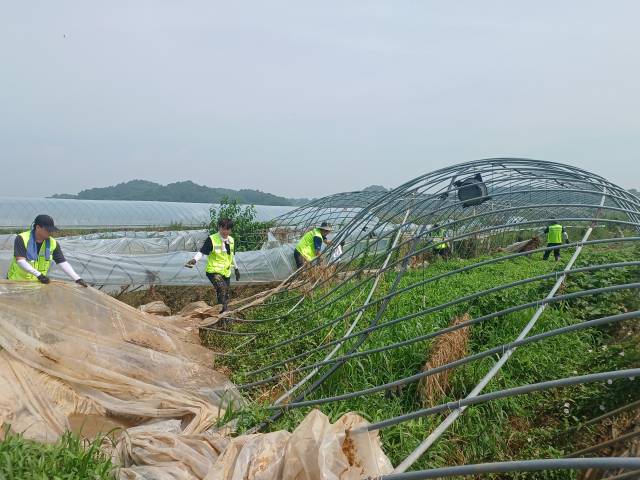 충남세종농협 임직원들이 23일 예산군 고덕면에서 수해 복구를 돕고 있다. 사진=권혁조 기자.