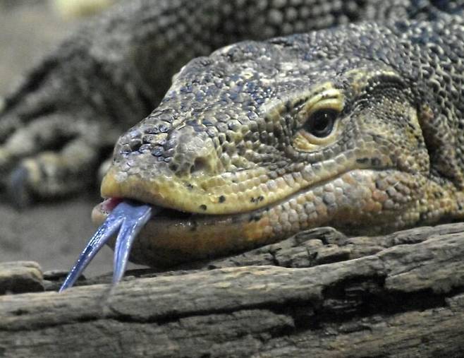 왕도마뱀중에서 둘째로 크다고 알려진 물왕도마뱀./Detroit Zoo