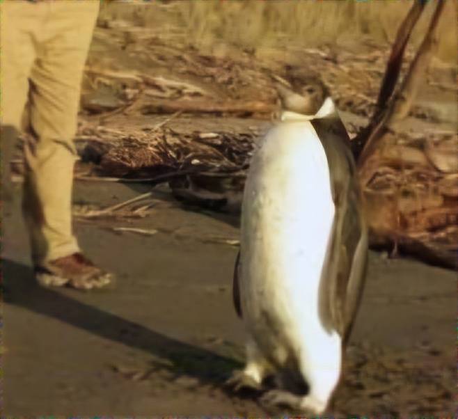 SSI_20110622091756_V-1.jpg 생각보다 조금 더 멀리 와버린 남극행 황제펭귄..