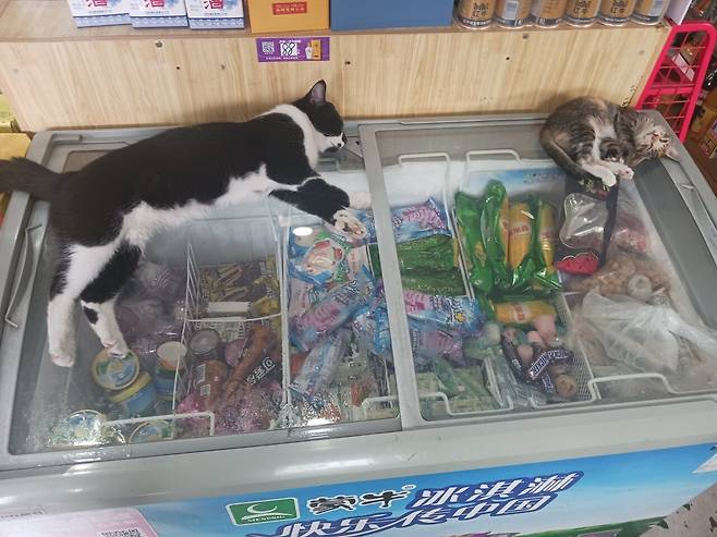 1000014638.jpg 팔자 좋다