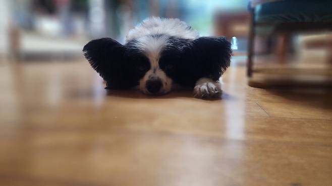 우리집 강아지 좀 봐주십시오