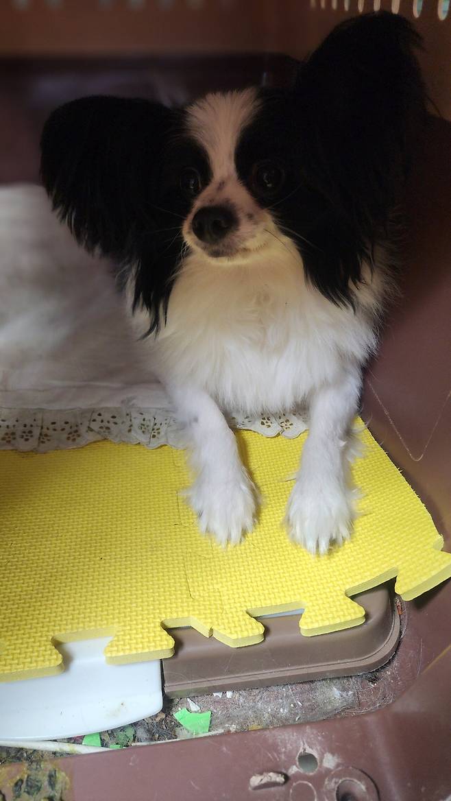 우리집 강아지 좀 봐주십시오