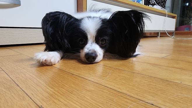 우리집 강아지 좀 봐주십시오