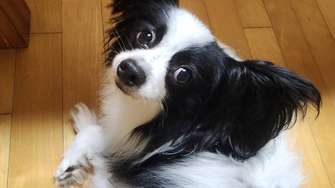 우리집 강아지 좀 봐주십시오